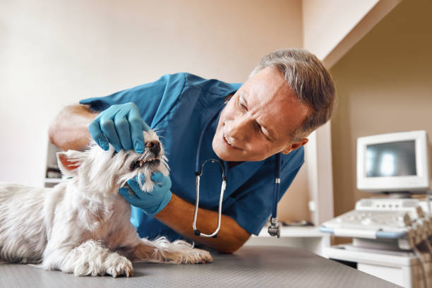 Best Emergency Wisdom Teeth Removal in Plant City, FL